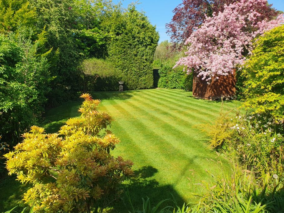 country garden in bloom with tree in blossom and freshly cut grass with stripes