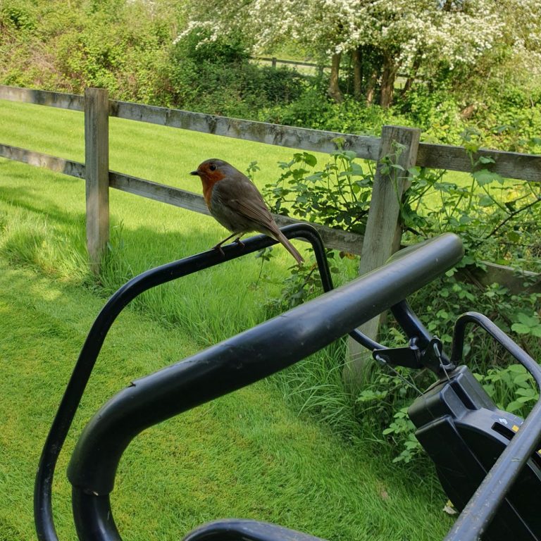 A robin perched on the handlebars of the lawnmower used by parfitt services