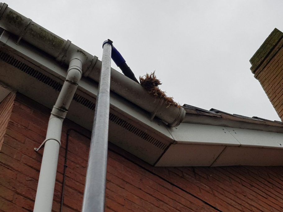 cleaning out gutter full of weeds